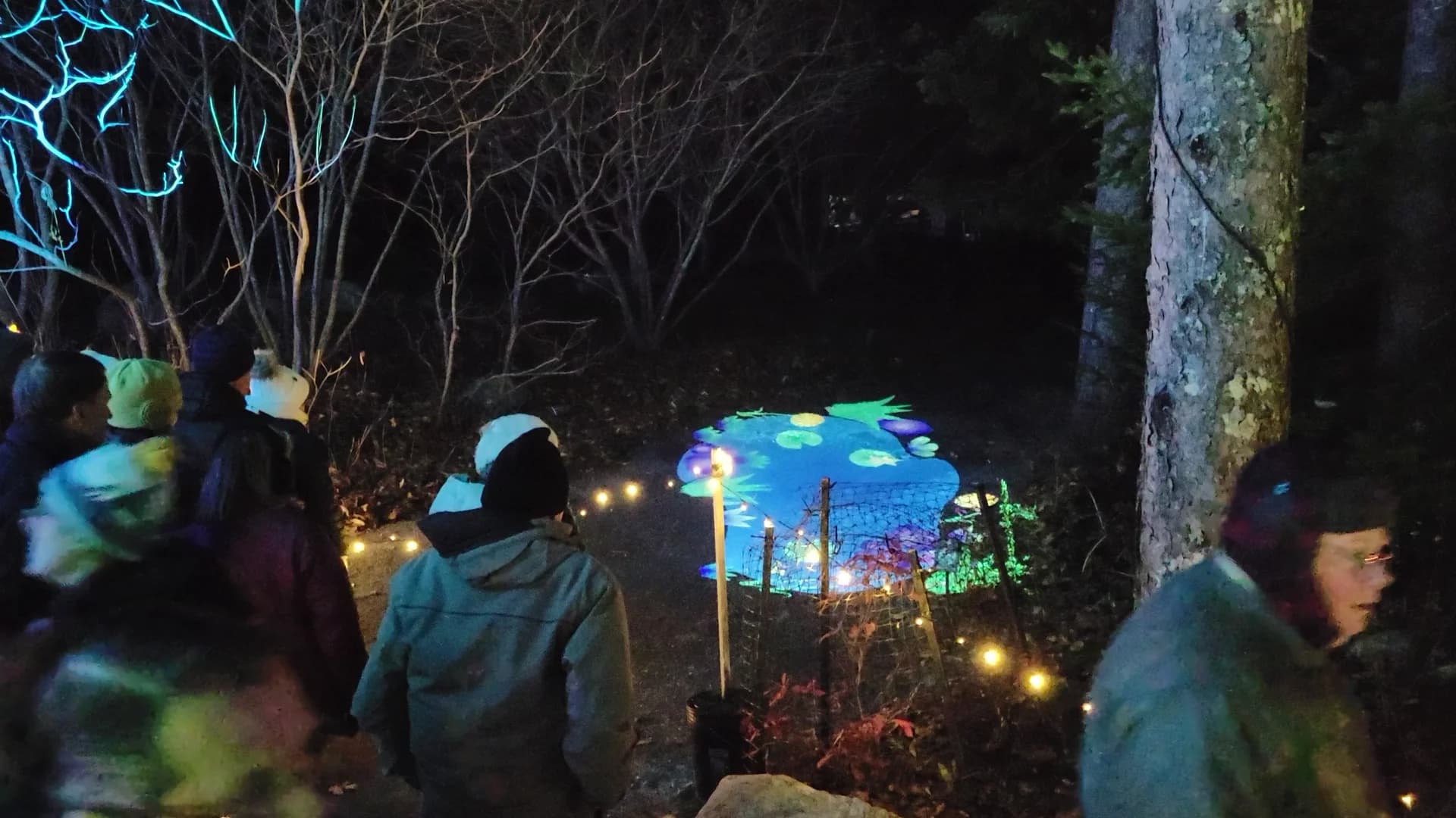 Nighttime projection mapping installation at Coastal Maine Botanical Gardens Aglow 2025